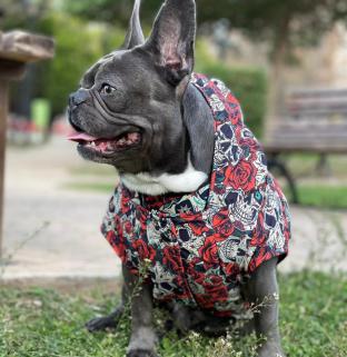 Rockstar Model Kapüşonlu Köpek Yağmurluğu